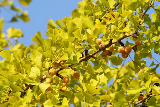 ギンナンの実 イチョウ,果実,葉の写真素材