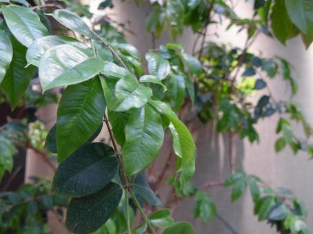 植物 植物,観葉植物,草の写真素材