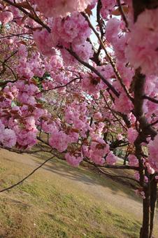 八重桜の下 八重桜の下 桜,さくら,八重桜の写真素材
