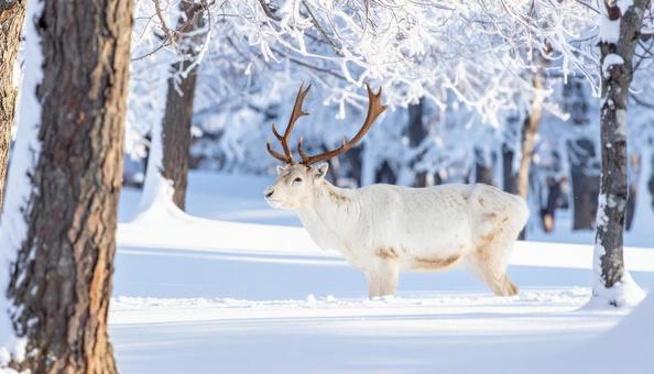 着雪した樹木とオスのエゾシカ 着雪した樹木とオスのエゾシカの写真