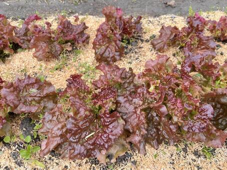 「サニーレタス」：イメージ素材_02 サニーレタス,野菜,食べ物の写真素材