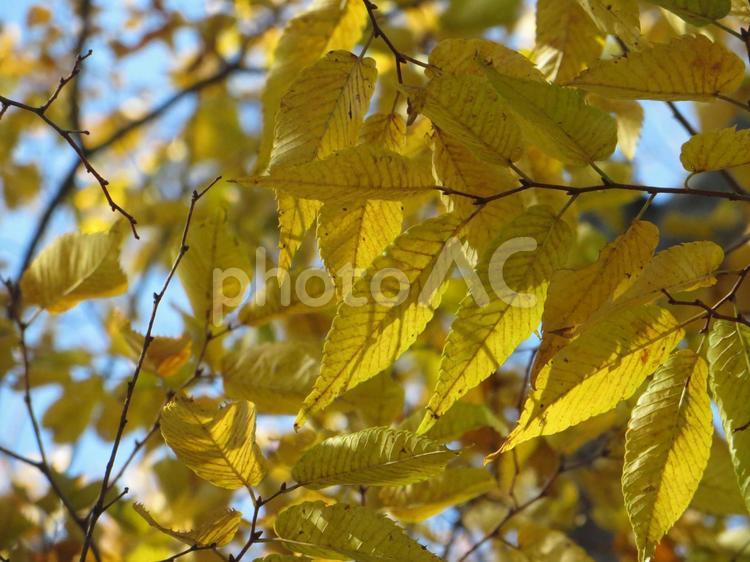 公園の黄葉の隙間から見える青空 黄葉,クヌギ,秋の空の写真素材