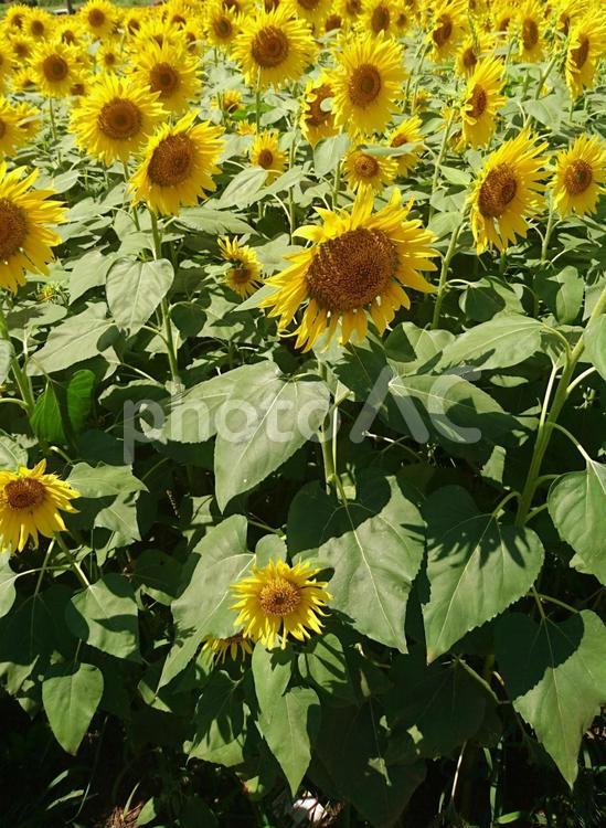 ひまわり畑 ひまわり,ヒマワリ,景色の写真素材