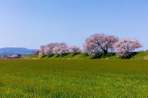 満開の桜並木と麦畑 満開の桜並木と麦畑 桜,爛漫,満開の写真素材