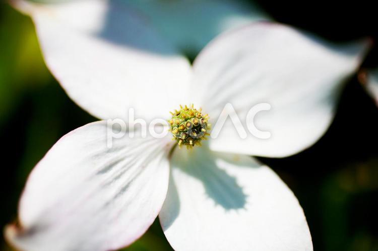 ヤマボウシ2 自然,植物,花の写真素材