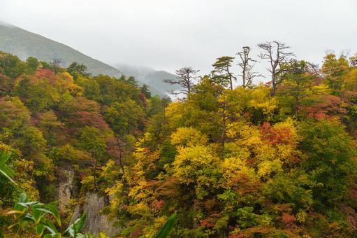 鳴子峡の紅葉 鳴子峡,紅葉,渓谷の写真素材