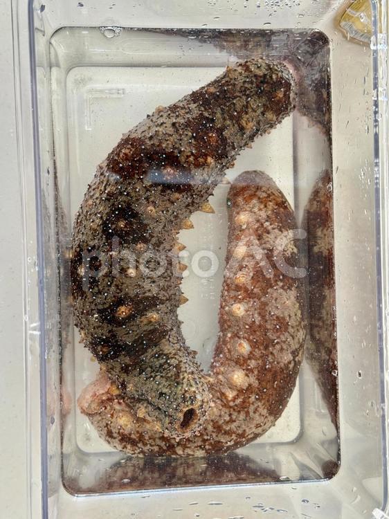 上から見た水槽の中のナマコ 水産物,軟体生物,料理の写真素材