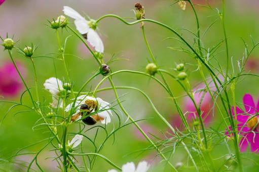 コスモスとクマバチ⒀ コスモスとクマバチ⒀ 花,コスモス,蜂の写真素材