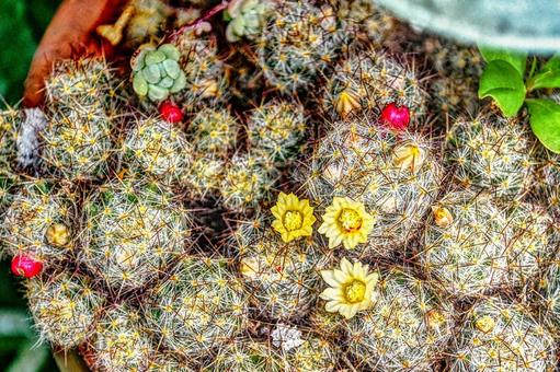 多肉植物の花 多肉植物,植物,緑の写真素材