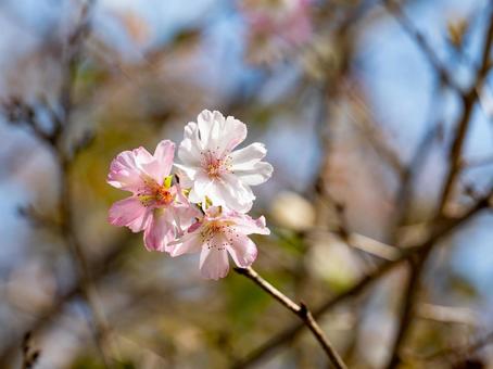 ジュウガツザクラ ジュウガツザクラ,サクラ,木の写真素材