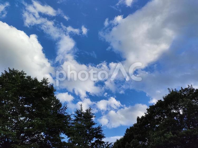 木の上に広がる青空と雲 木々,青空,雲の写真素材