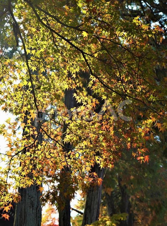 木漏れ日と紅葉 南禅寺,自然,色の写真素材