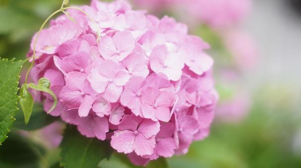 紫陽花 紫陽花の写真