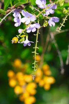 8月中旬の庭の陽の当たるデュランタの花 8月中旬の庭の陽の当たるデュランタの花の写真