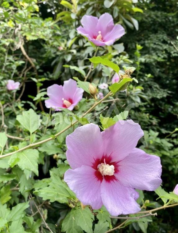 夏の茶花ムクゲ フラワー,アヤメ,春の写真素材
