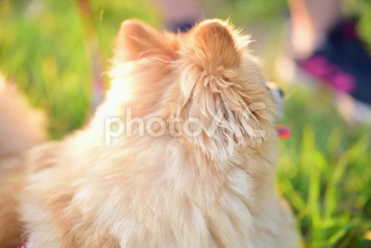 楽しそうにしている犬 犬,イヌ,ペットの写真素材