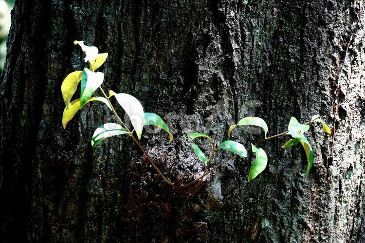 幹から芽生えた小枝 椎の木,植物,木の写真素材