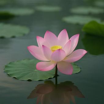 池に咲く美しい蓮の花 池に咲く美しい蓮の花の写真