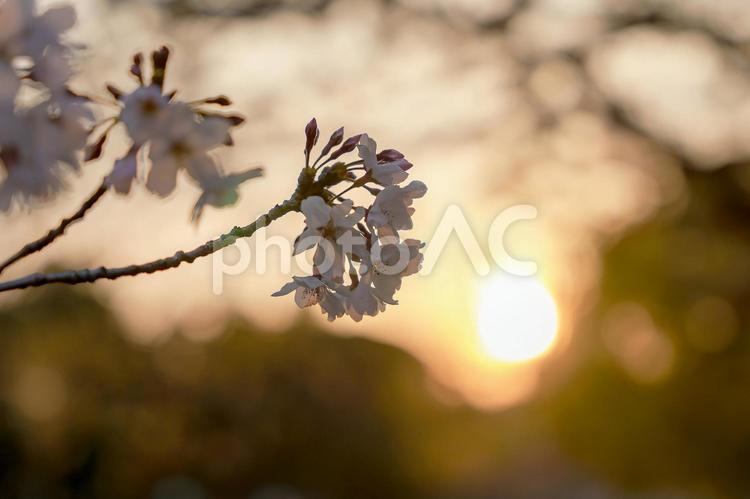 夕日と桜 桜,ソメイヨシノ,夕日の写真素材