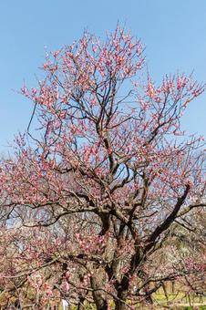 青空に映える満開の紅梅 梅,迎春,梅の花の写真素材