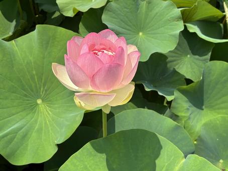 Lotus, JPG
