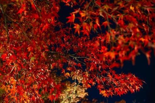 漆黒の夜空に燃えるように輝くモミジ 夜景,夜,紅葉の写真素材
