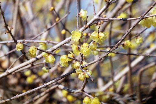 蠟梅の花 蠟梅の花の写真