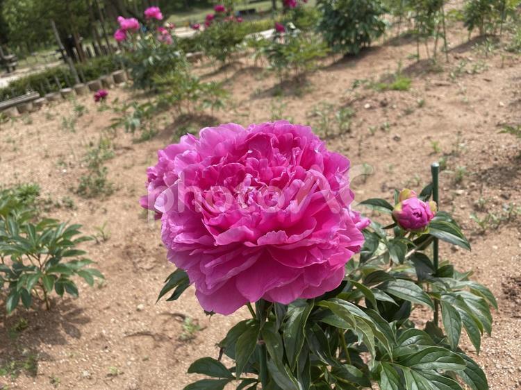 芍薬 シャクヤク,自然,花の写真素材