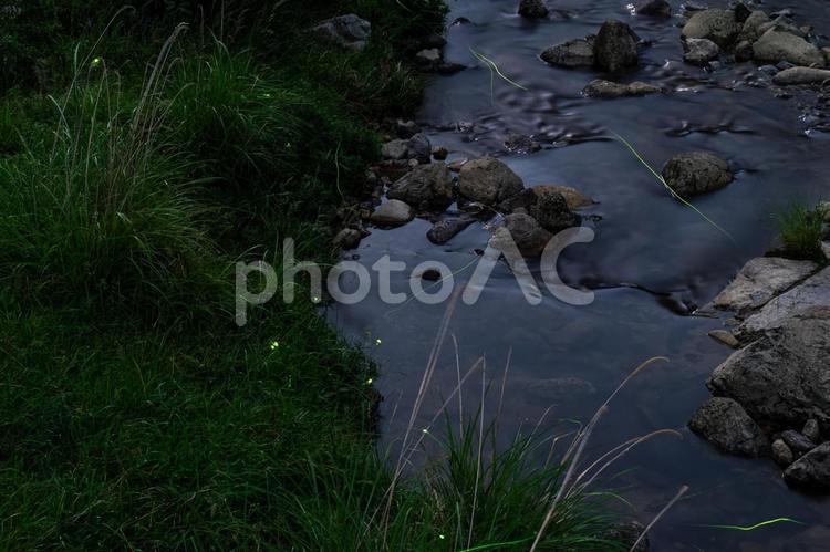ホタルの乱舞　１７ ホタル,蛍,昆虫の写真素材