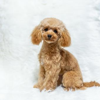 トイプードルのパピー トイプードルのパピーの写真