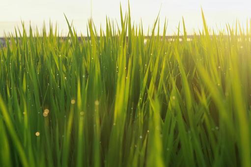 田んぼ 光,田んぼ,田園の写真素材