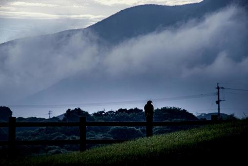 Photo, tonbi, kite, ascending fog, 