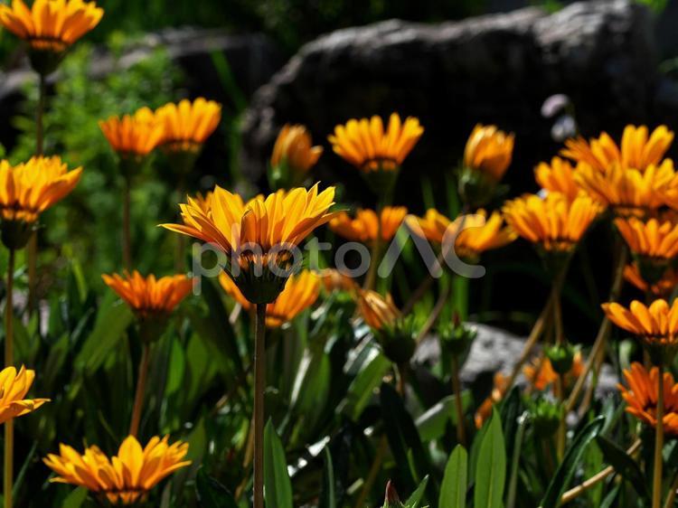 日差しを浴びるオレンジ色のガザニア ガザニア,花,自然の写真素材