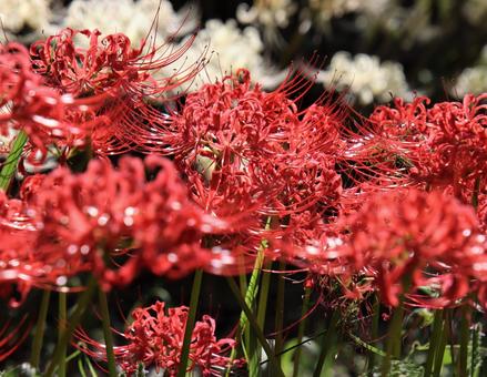 鮮やかな曼珠沙華 鮮やかな曼珠沙華の写真