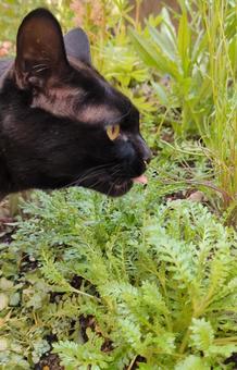 猫の横顔 猫の横顔の写真