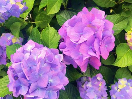 紫陽花の写真
