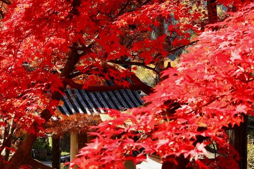 紅葉　長野県　清水寺 紅葉,長野県,清水寺の写真素材