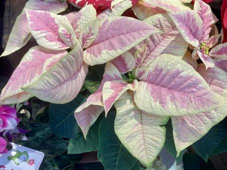 ポインセチア珍種 ポインセチア,珍種,冬の写真素材