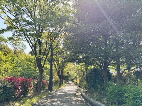 木漏れ日の小道 木漏れ日の小道の写真