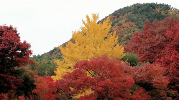 河口湖畔から見る鮮やかな紅葉風景 紅葉,秋,もみじの写真素材