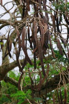 鳳凰木（種） 鳳凰木,種,植物の写真素材