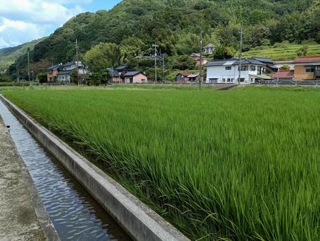 夏の田園 夏の田園 田んぼ,青田,田の写真素材