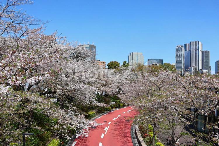 ４月上旬の東京港区立檜町公園の桜 背景,桜,花の写真素材