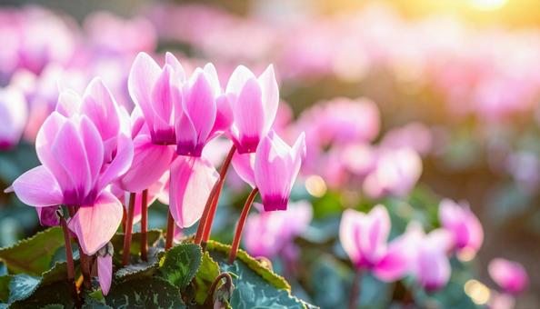 シクラメンの花 シクラメンの花の写真