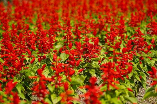 美しいサルビア畑 美しいサルビア畑 サルビア,花,花畑の写真素材