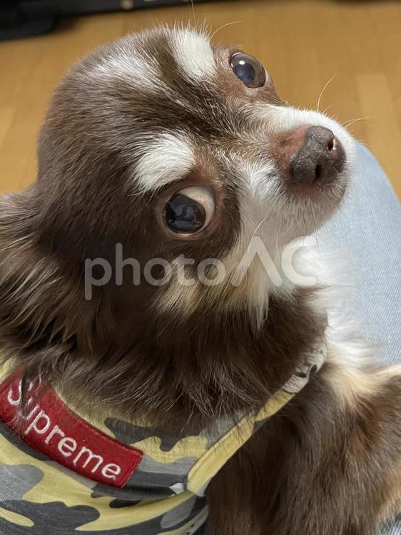 チョコ チワワ,犬,ペットの写真素材