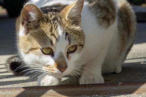 猫 猫 猫,生き物,動物の写真素材