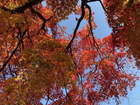 紅葉 紅葉 紅葉,秋,景観の写真素材