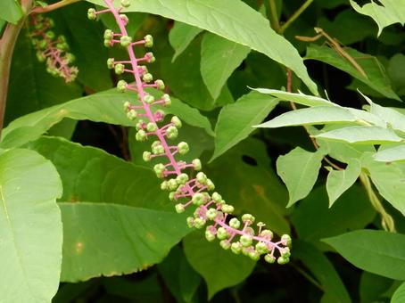 【植物写真】ヨウシュヤマゴボウ 【植物写真】ヨウシュヤマゴボウの写真