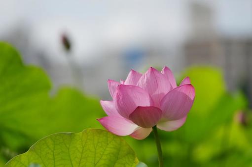 都会に咲く蓮の静寂 都会に咲く蓮の静寂の写真